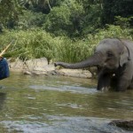 Chandani und ihr Elefant