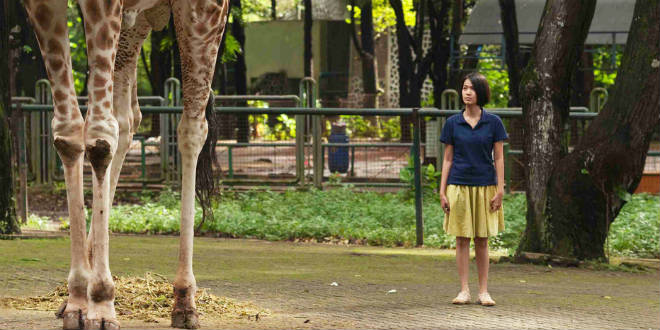 Die Nacht der Giraffe